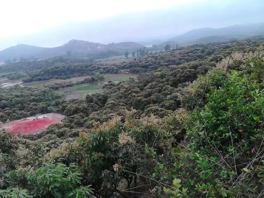 风水宝地~飞凤衔珠形~真龙真穴