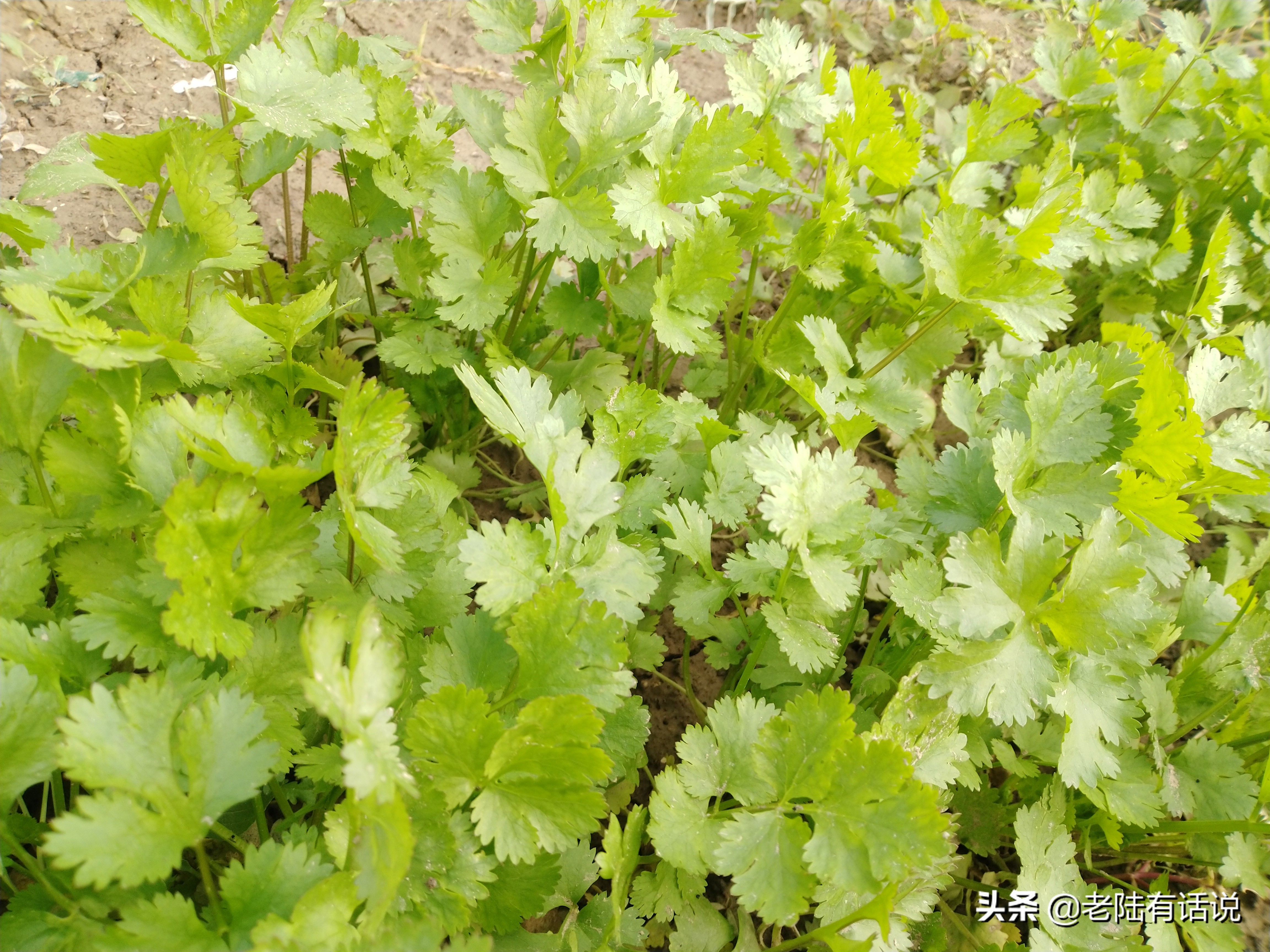 我的城市小菜园，我的田园之梦，金秋收获绿色食品