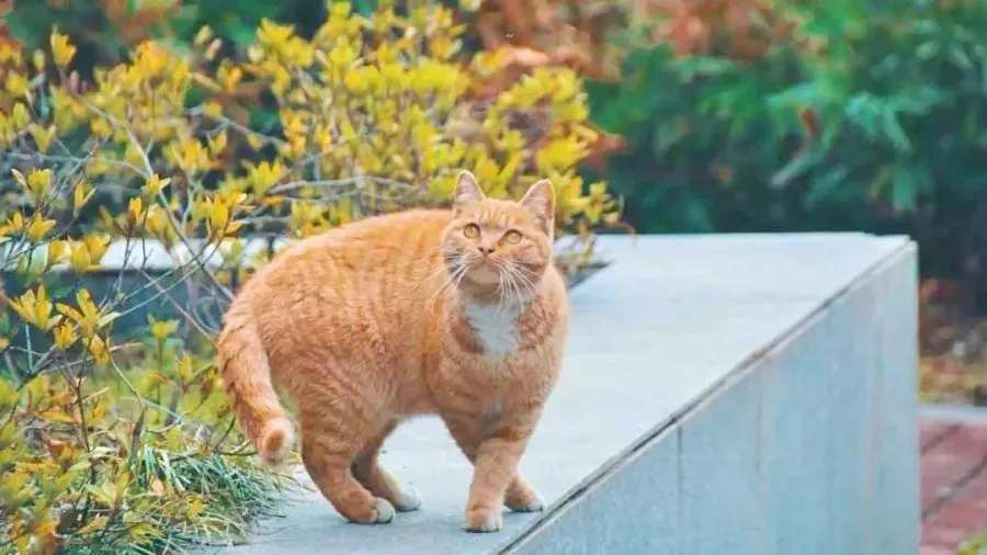 南京大学，生日快乐！