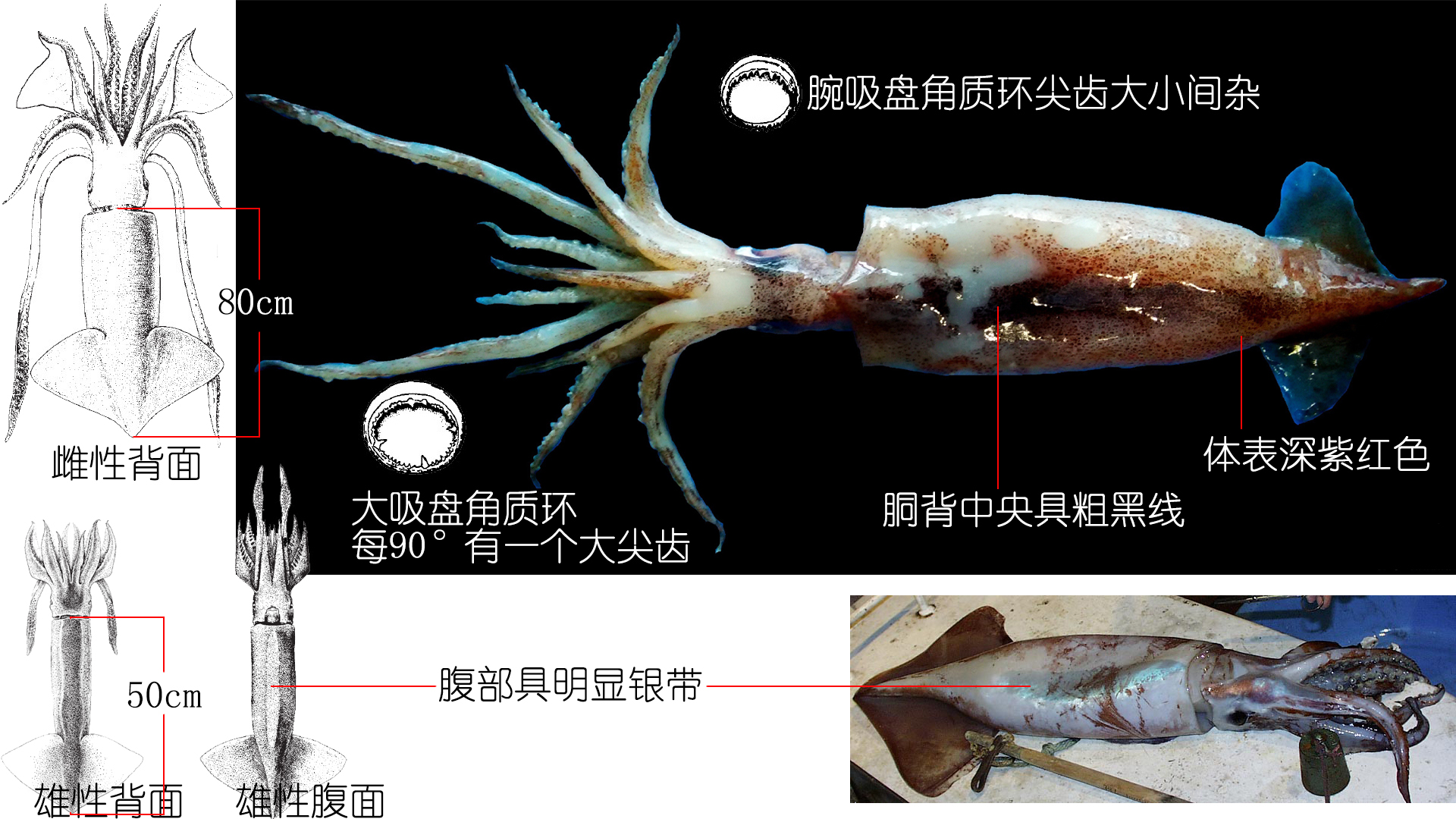 鱿鱼是鱼吗（鱿鱼的种类）