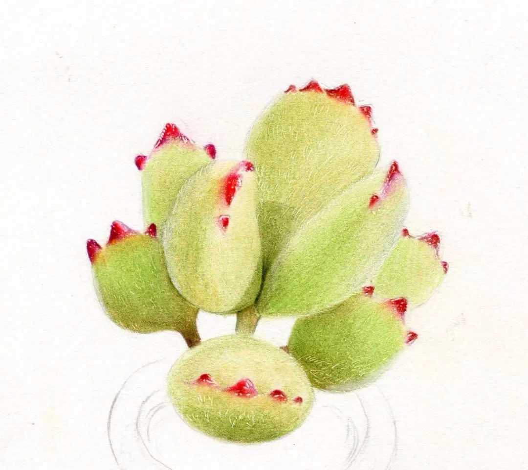 【彩铅手绘】小盆熊童子