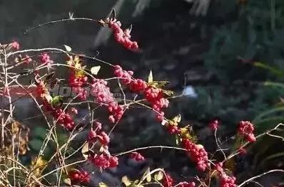 地中海荚蒾简介（做花境设计常用的60种植物介绍）