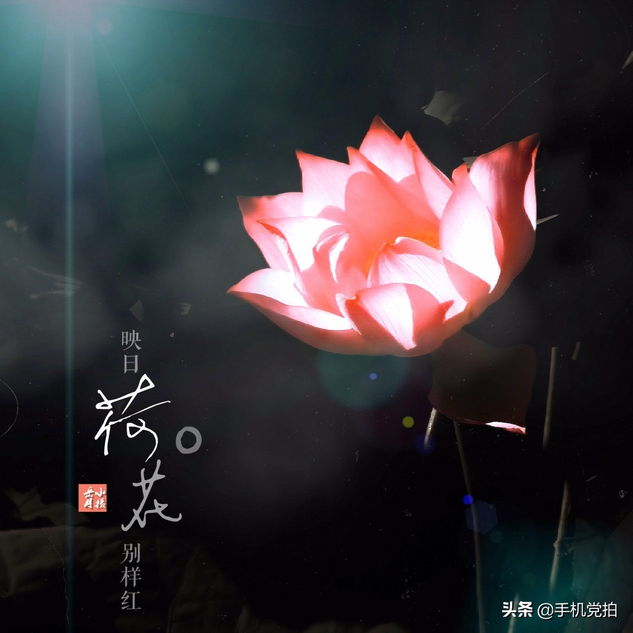 拍的荷花太普通？教你手机后期调出“高级橙”｜秒变美