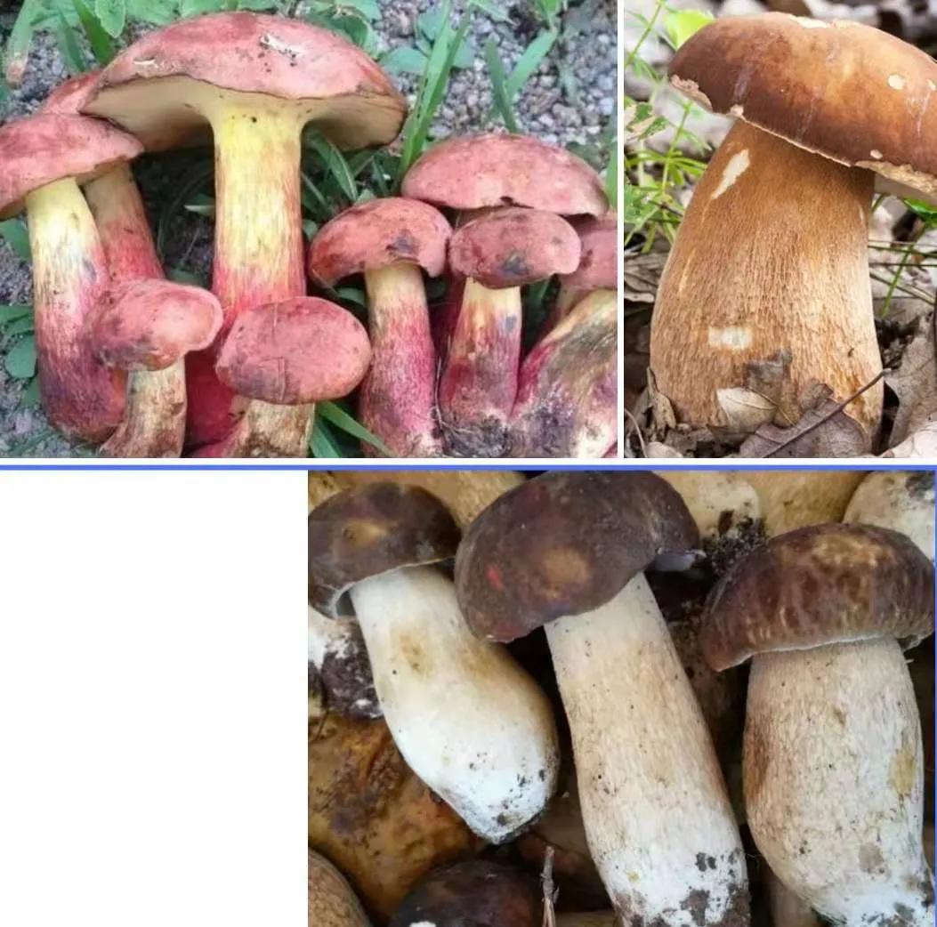 野生9种蘑菇!可食用野生菌!您吃过几种?