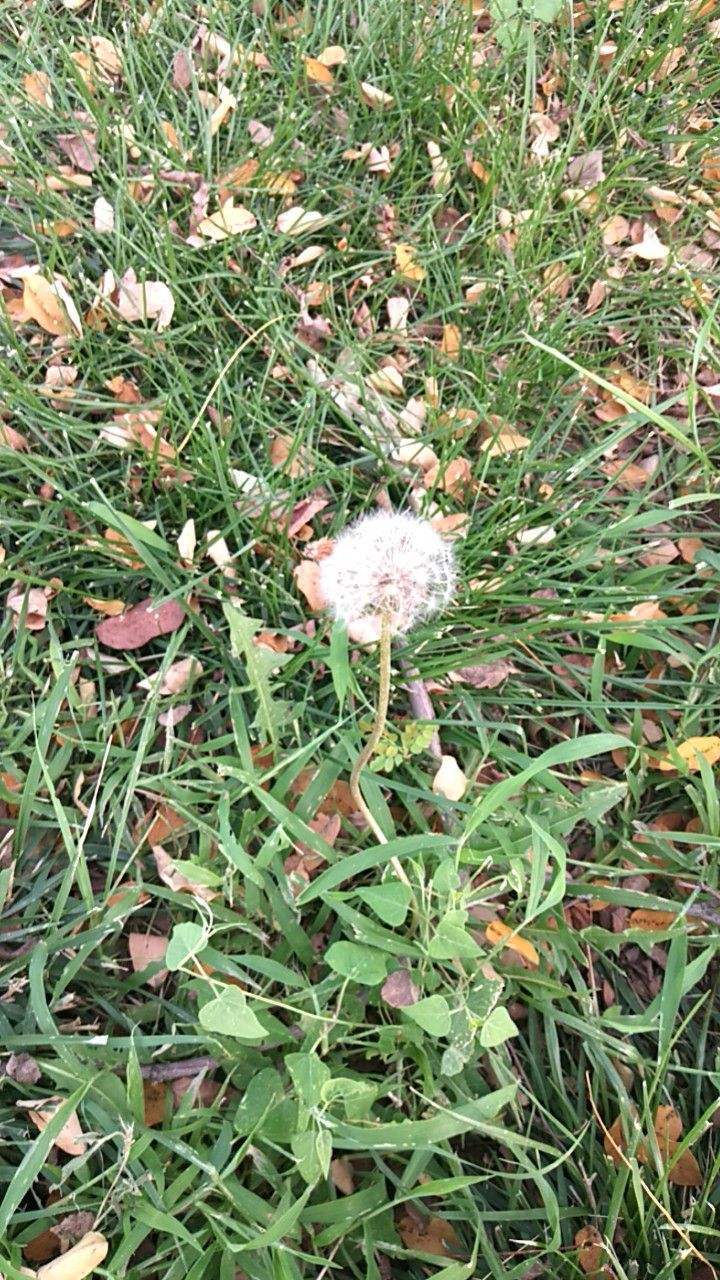 花卉植物有哪些（盘点100种常见花图鉴）