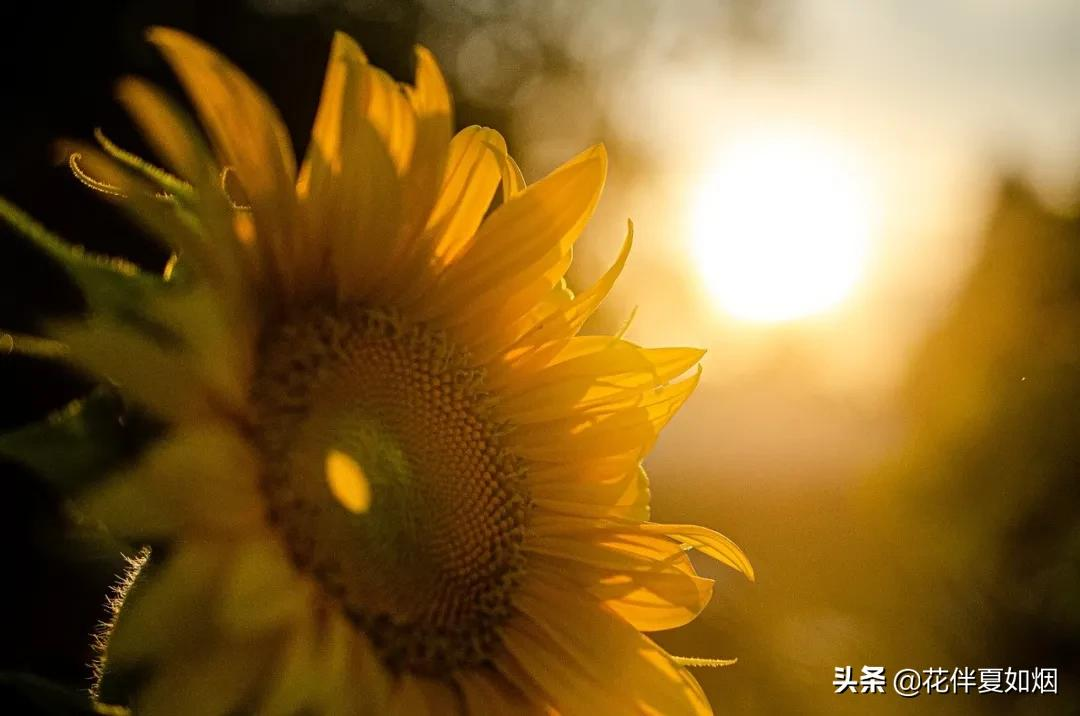 变老的路上经典语录（愿你眼里尽是阳光笑里全是坦荡）