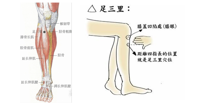 足三里的準確位置圖片養生要穴足三里