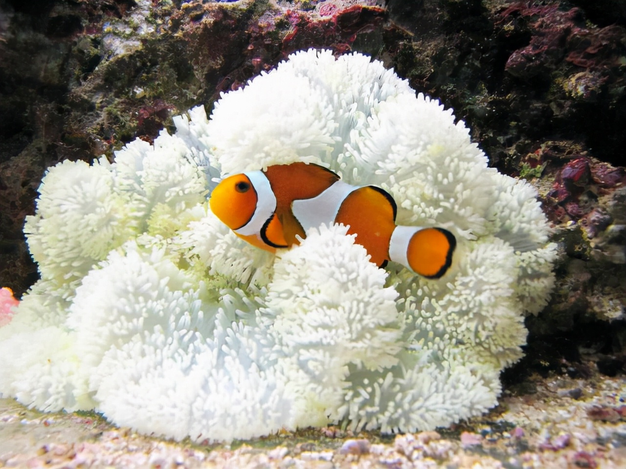 盘点大自然界中的那些黑色与白色的"神奇动物"