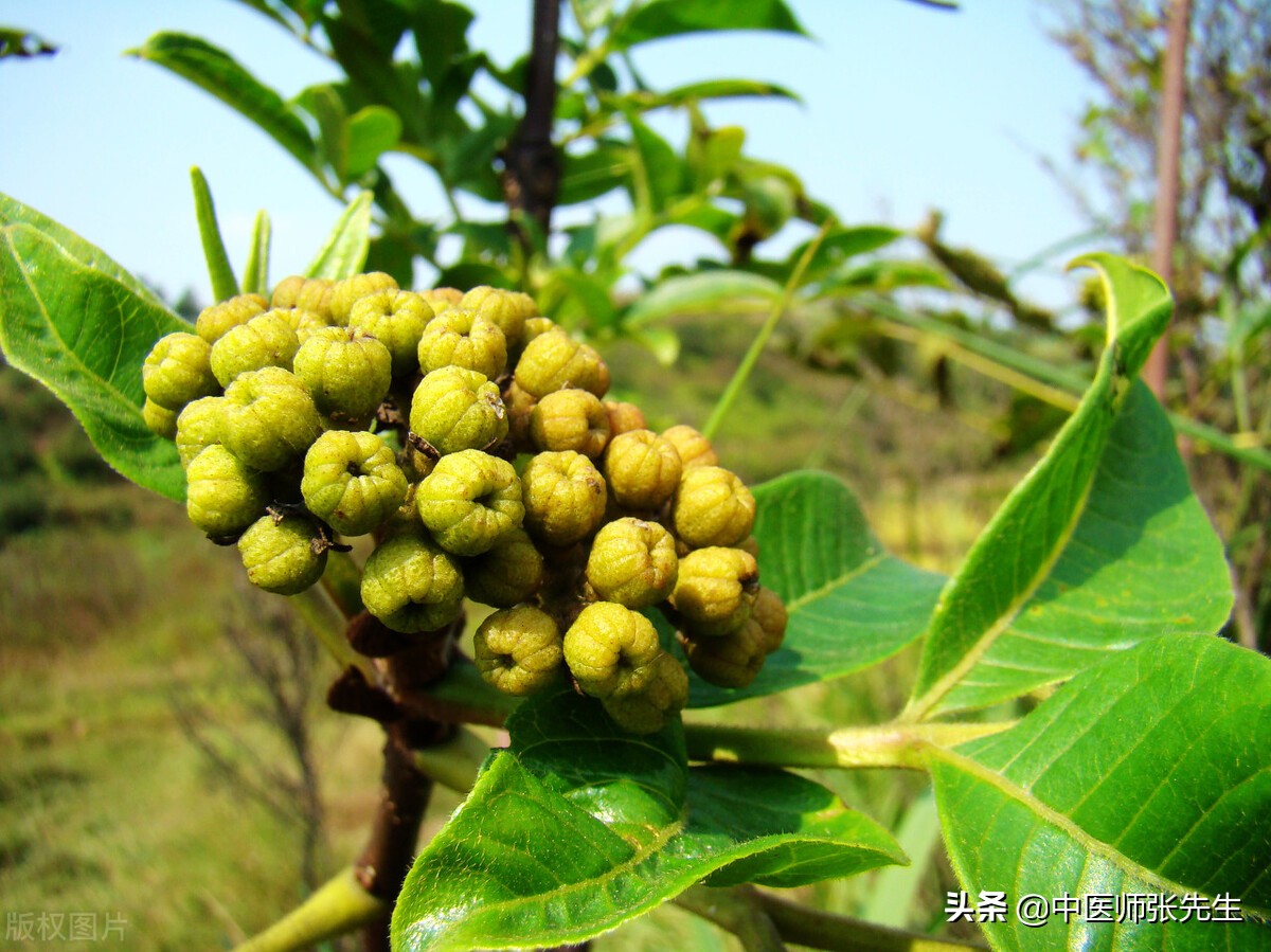 "温胃散寒,降逆止呕第一药":吴茱萸作用及用法