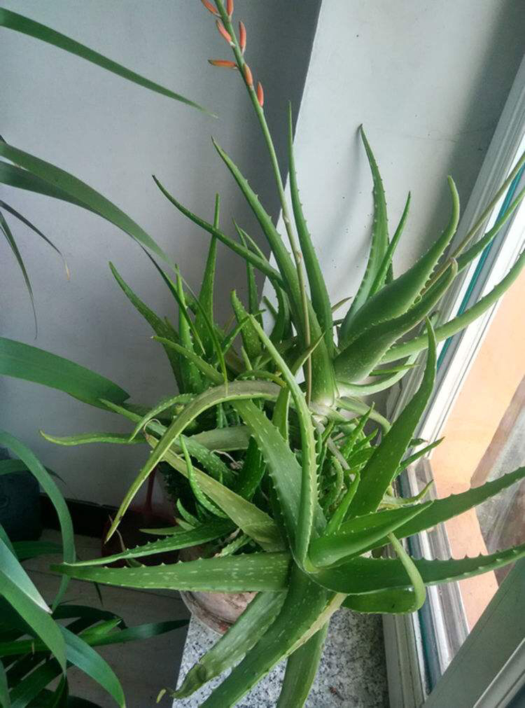 养芦荟,要知道5个小技巧,一养就是10年,侧芽多又开花!