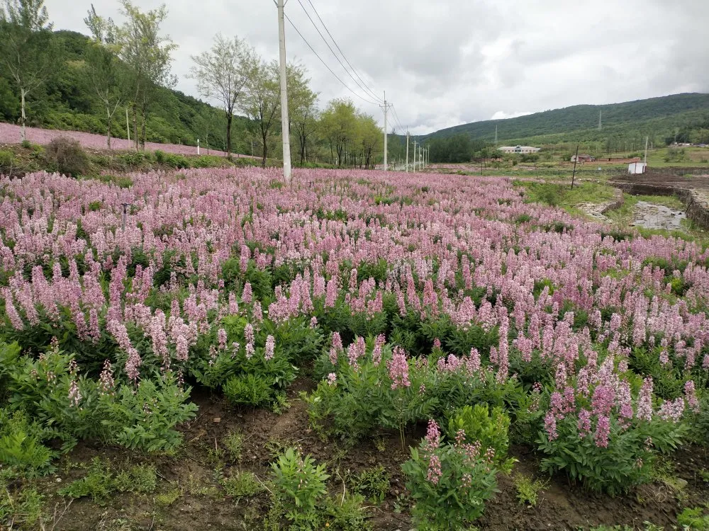 据悉,白鲜皮花期将会持续半个月左右,盛开的花海美丽一方热土,富裕