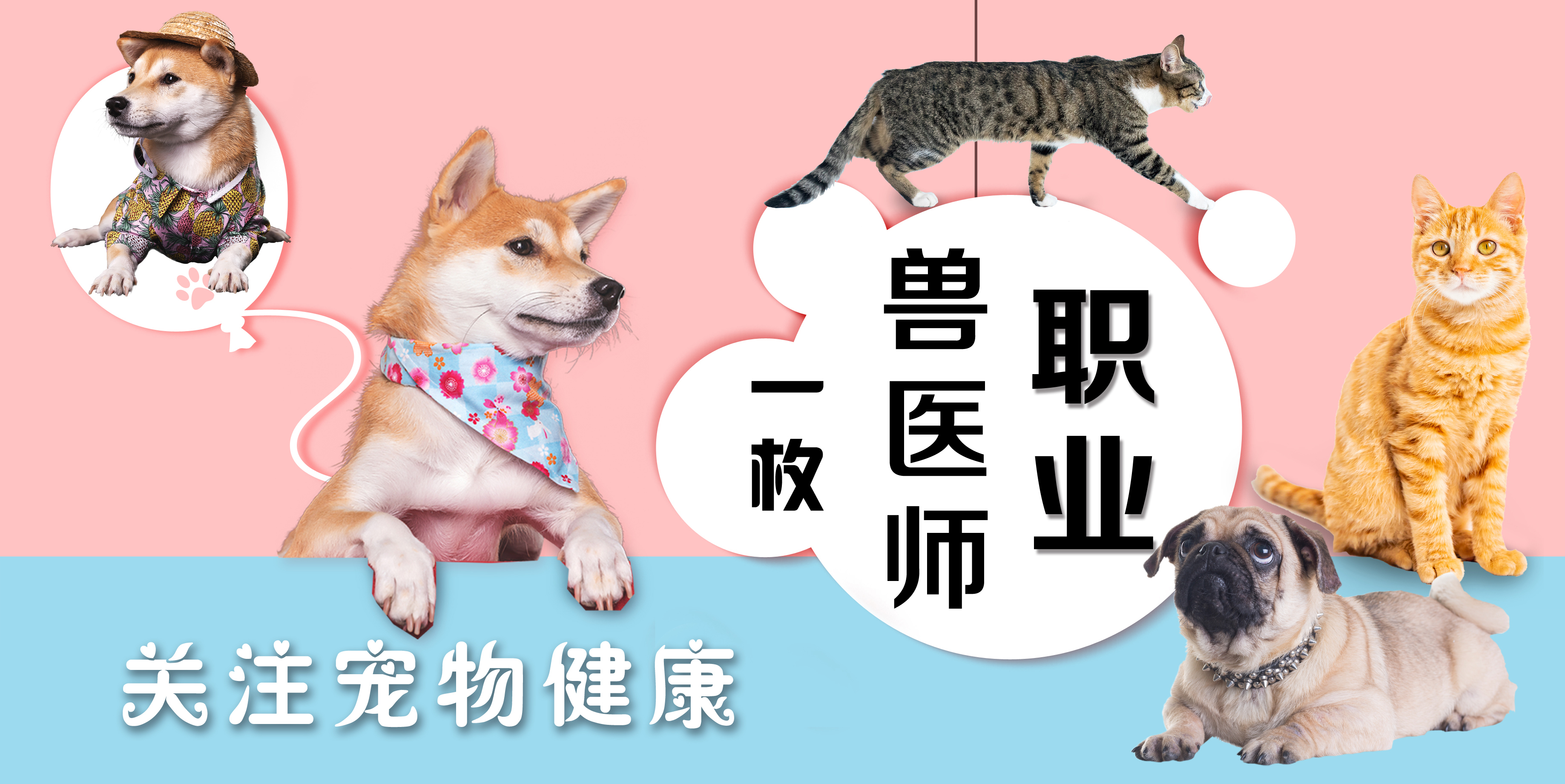 猫咪耳朵肿了，手术费用2000！我们应该怎么避免疾病再次出现呢？