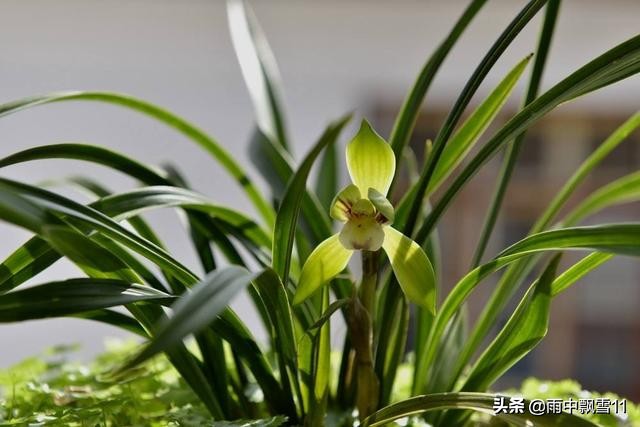 八爪蘭花夏天怎麼養正確方法「乾貨」 -驍龍網