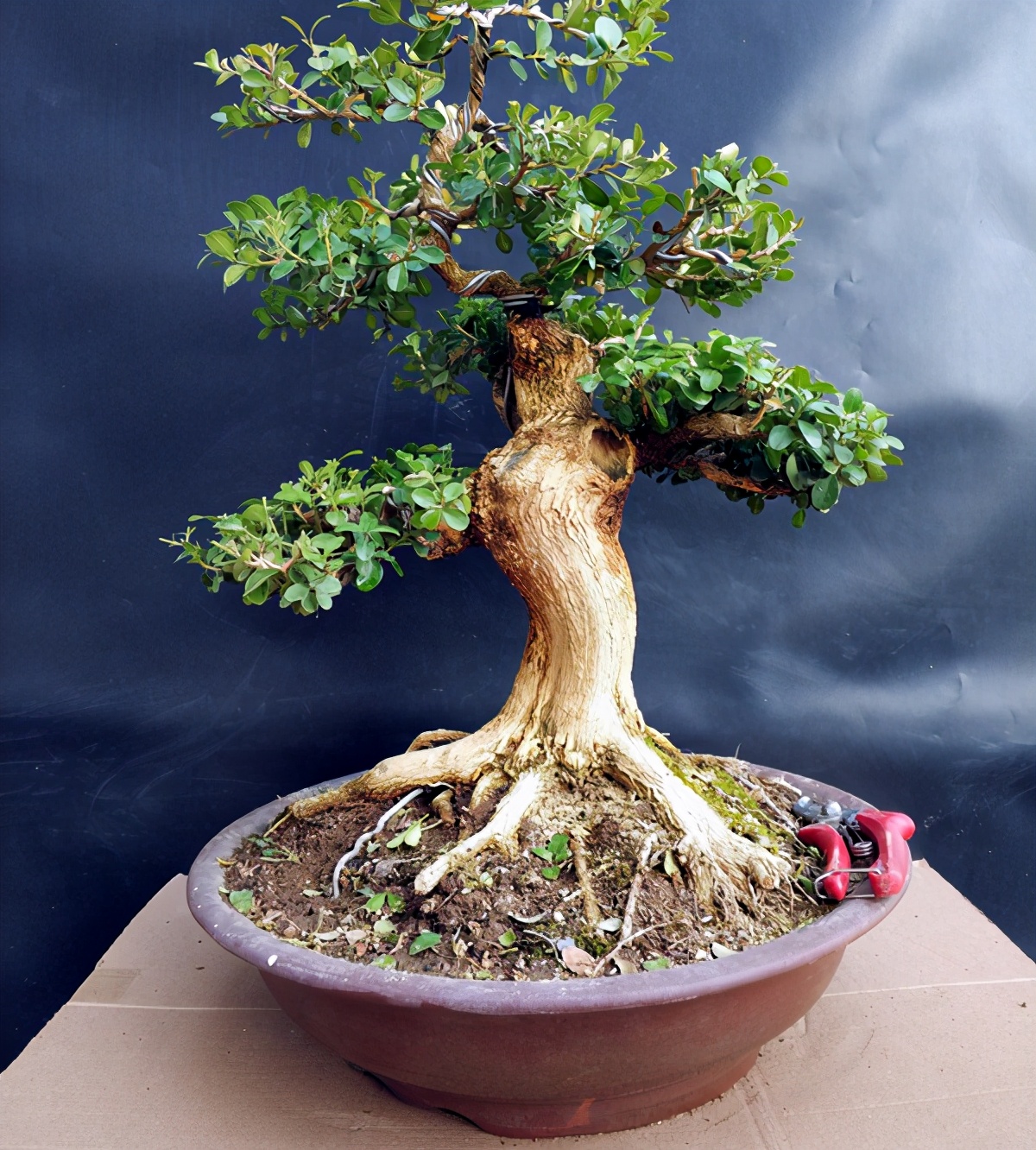 威海大叶黄杨盆景怎么养详细介绍专业回答