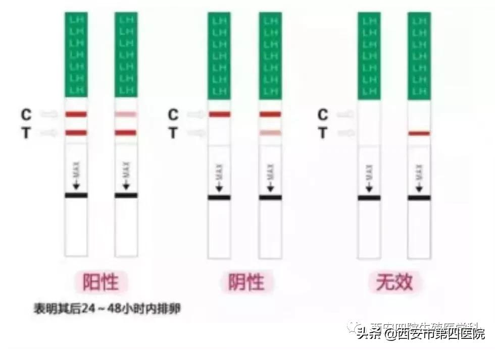 #健康中国行动2030# 排卵试纸应该怎么用？