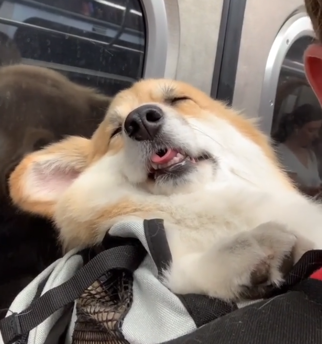 主人背着柯基狗狗坐地铁，柯基全程睡翻，怎么还没到站啊