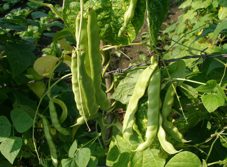 夏天绿叶菜都打蔫，唯有豆角还在蹭蹭长枝条，每次摘几根炒菜够了