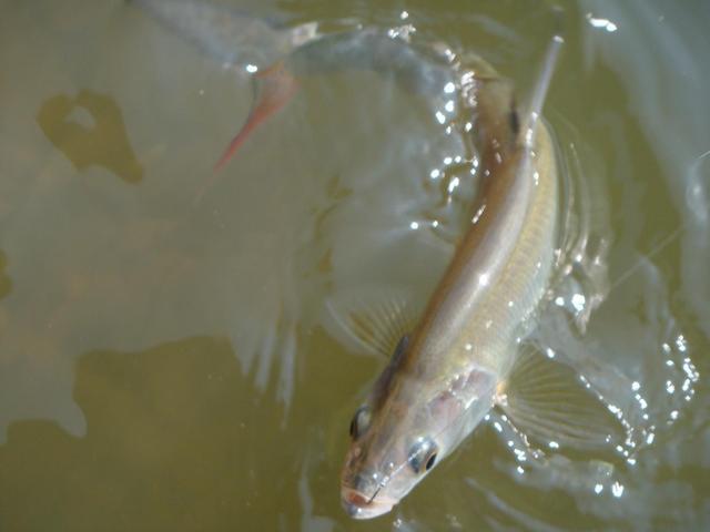 贵州清水江红尾鱼泛滥，有人半天钓了几十斤，红尾多了危害很大？