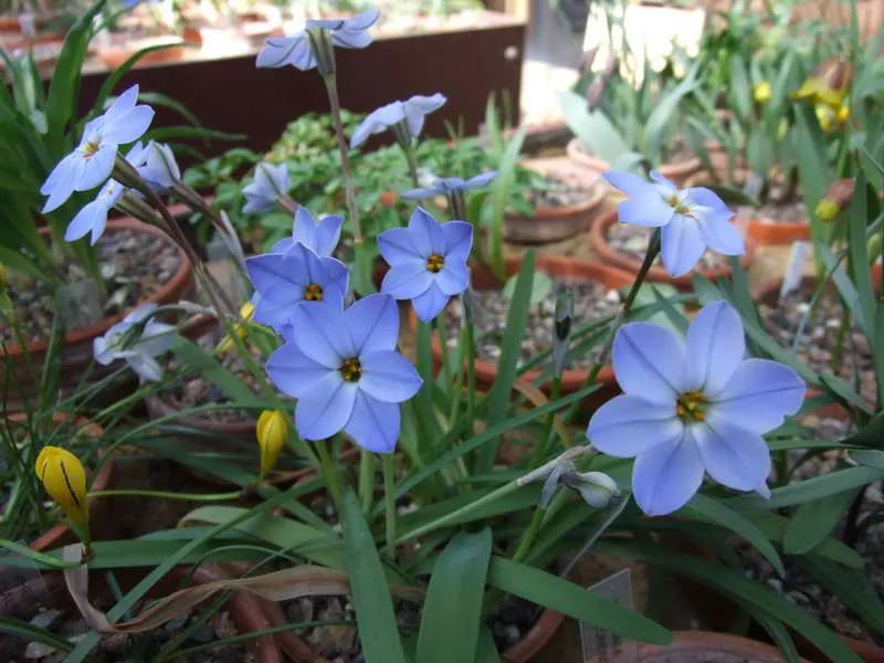 花韭种球什么时候种（花韭的养殖方法和注意事项）