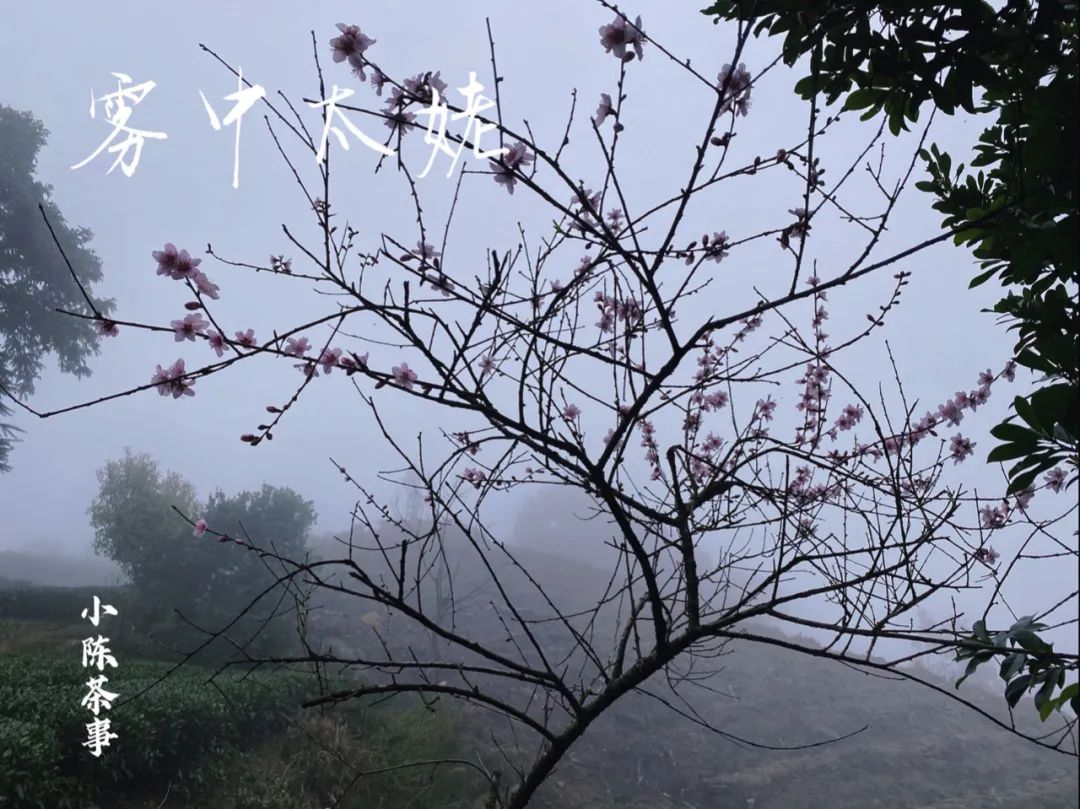 春茶季，除了白毫银针、白牡丹、春寿眉，说说太姥山的雾与露