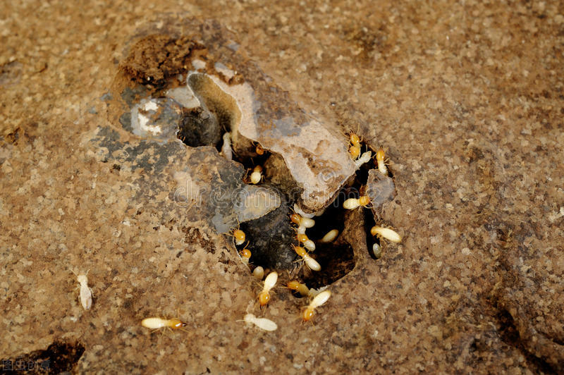 有些动物明明是益虫,我们却常常以为它们是害虫