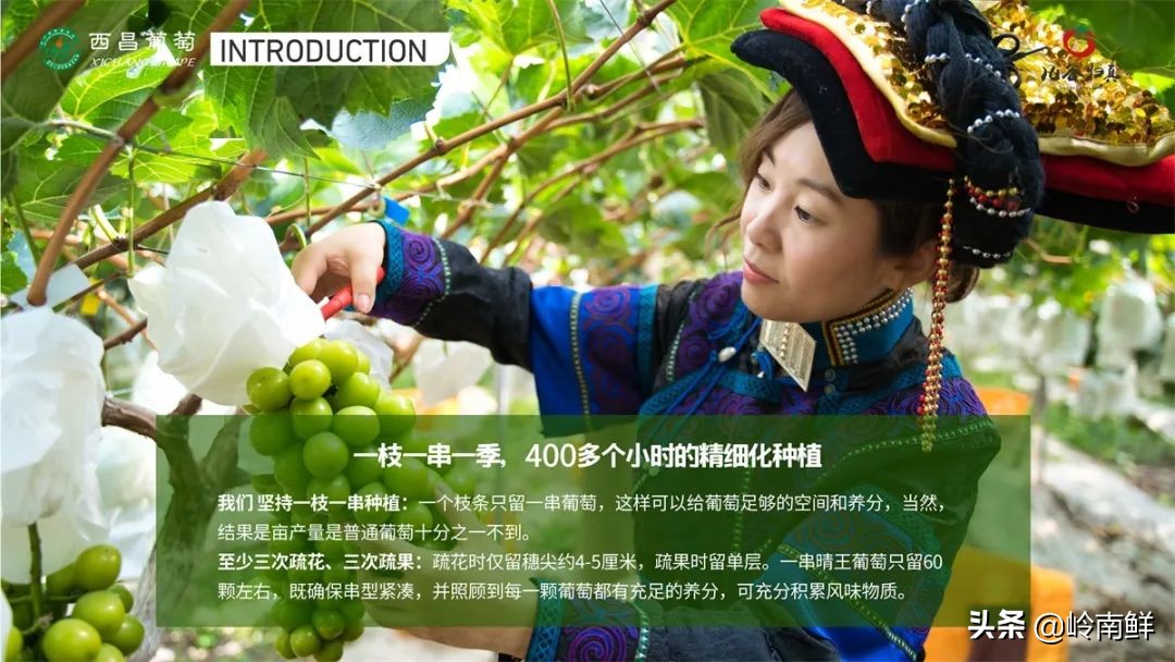 日本晴王葡萄太贵？价格减半的中国晴王它不香吗