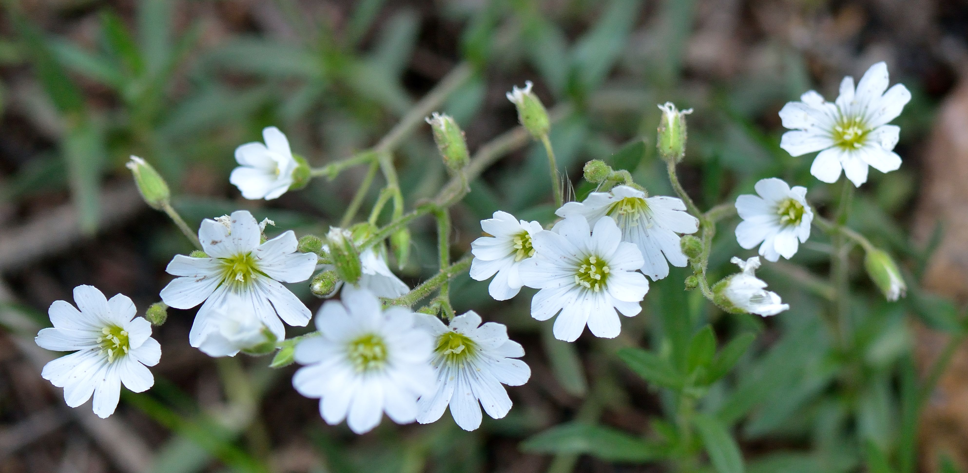 您的专属生日花是什么?花语来历,感兴趣的来看看!1-3月生日花