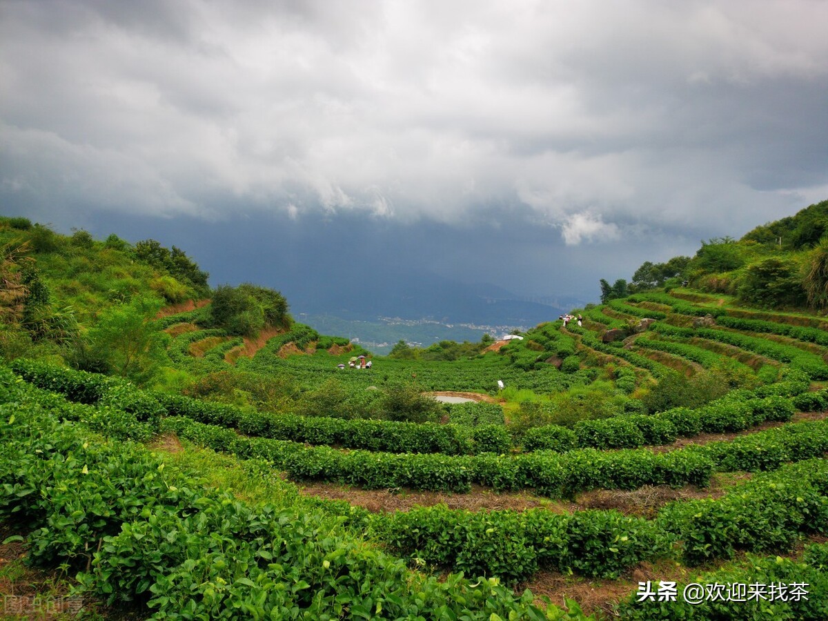 福建什么茶叶最出名（分享福建省的8大名茶）