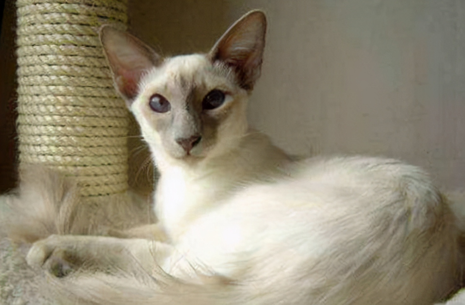 第五种——巴厘猫