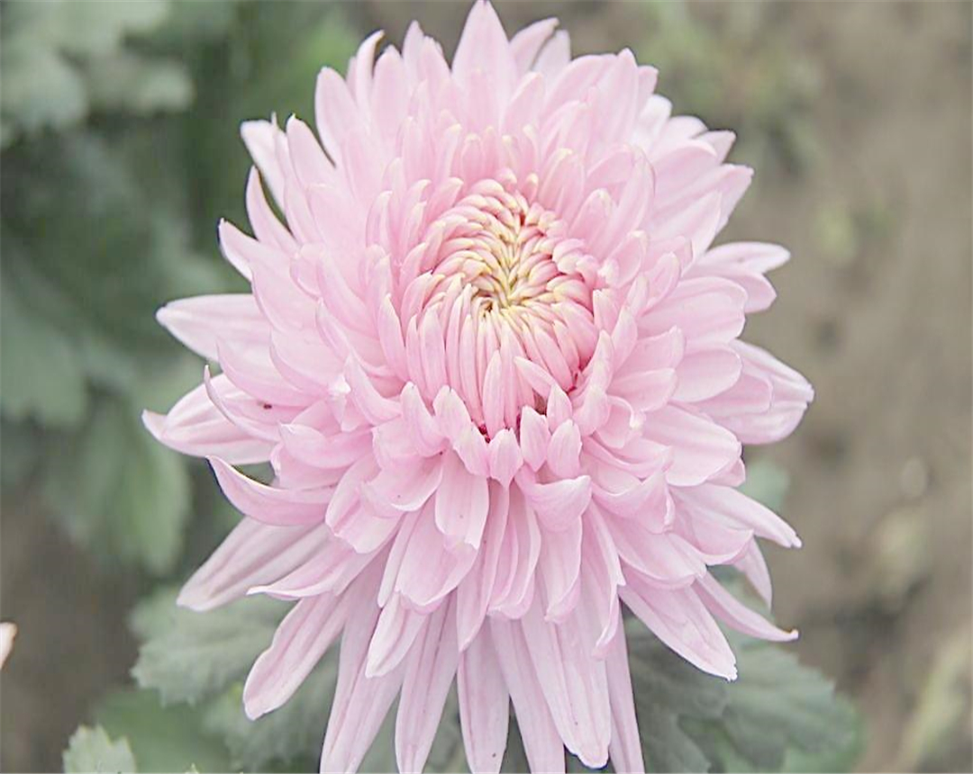 菊花几点开花(以下为您列举了八种菊花的开花时间)