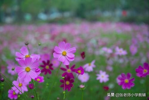 类文阅读理解专项—4  田家四季歌《四季的花》《四季》有答案