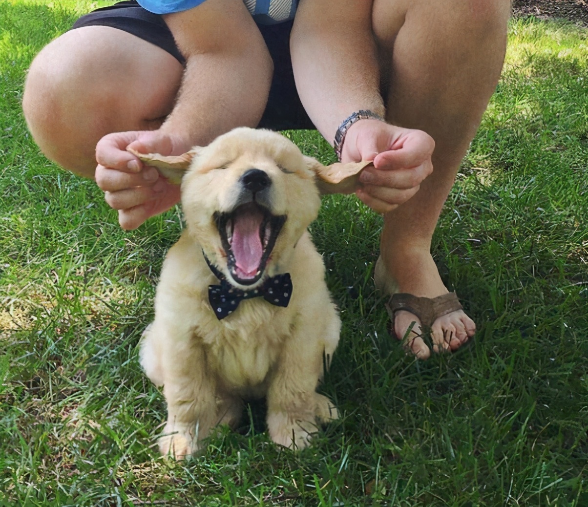 雪纳瑞寿命如何延长