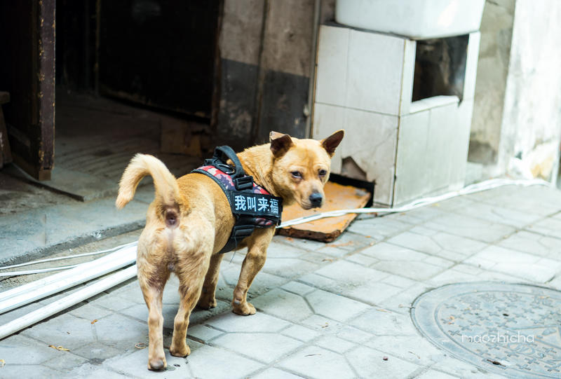 山城重庆，轻轨出行，玩转8D网红城市