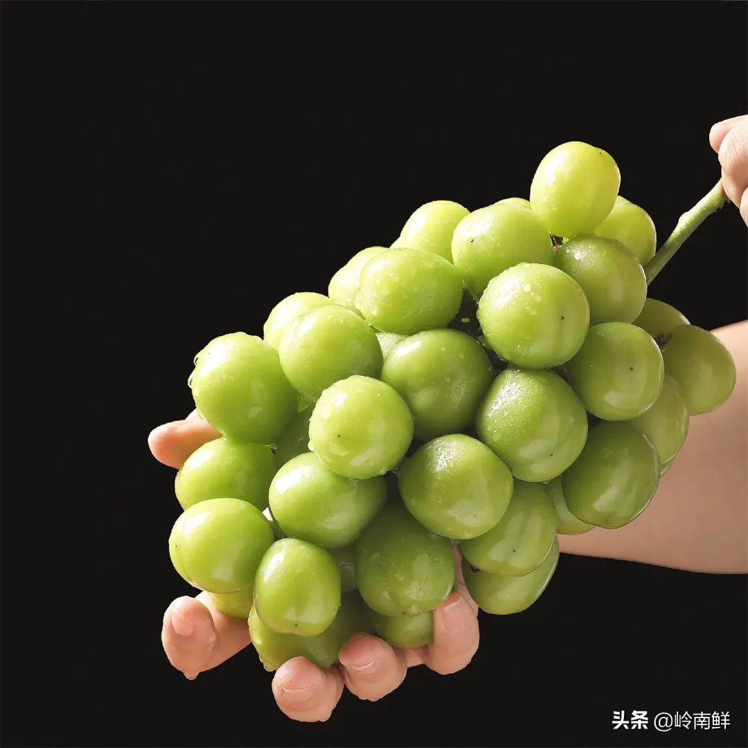 日本晴王葡萄太贵？价格减半的中国晴王它不香吗