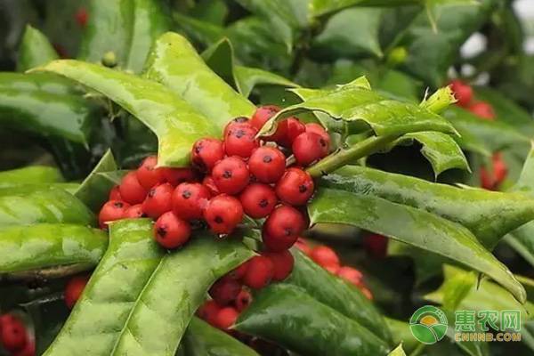 农村这种浑身带刺的八角有什么作用和功效?如何种植?