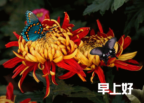 采摘一缕阳光，照亮你的每一天；采摘一缕芳香，让香气伴你入眠