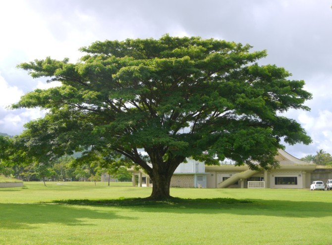 大树何惧寒风劲,青藤难奈满地霜