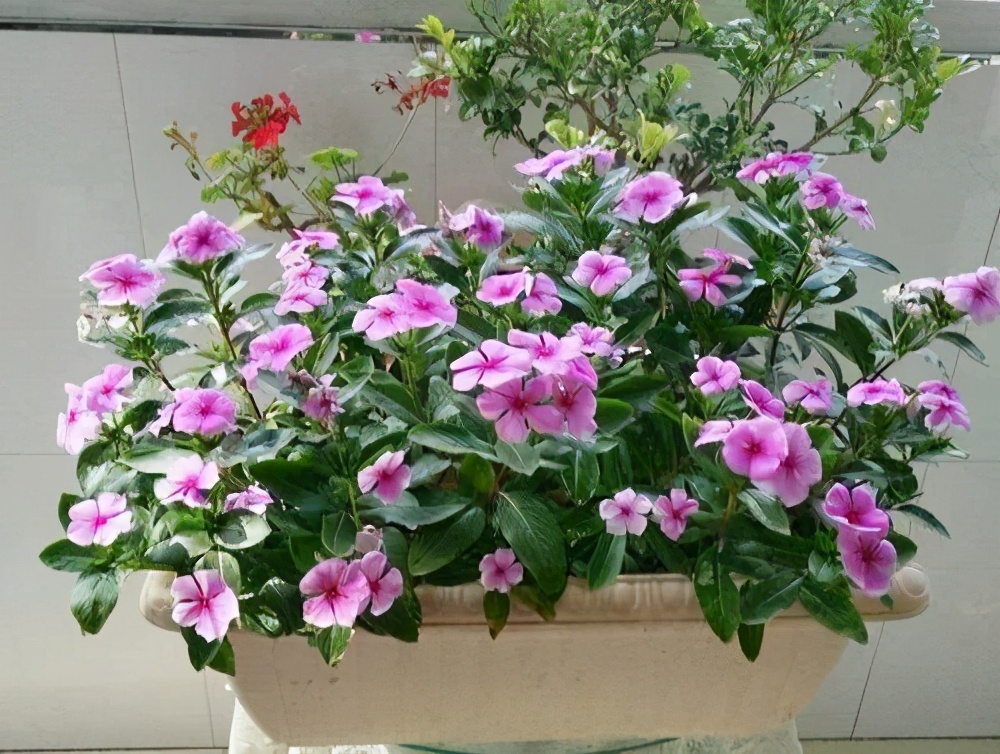 常见的10种“带毒花”，想养还是小心些，羊吃了都“直抽抽”