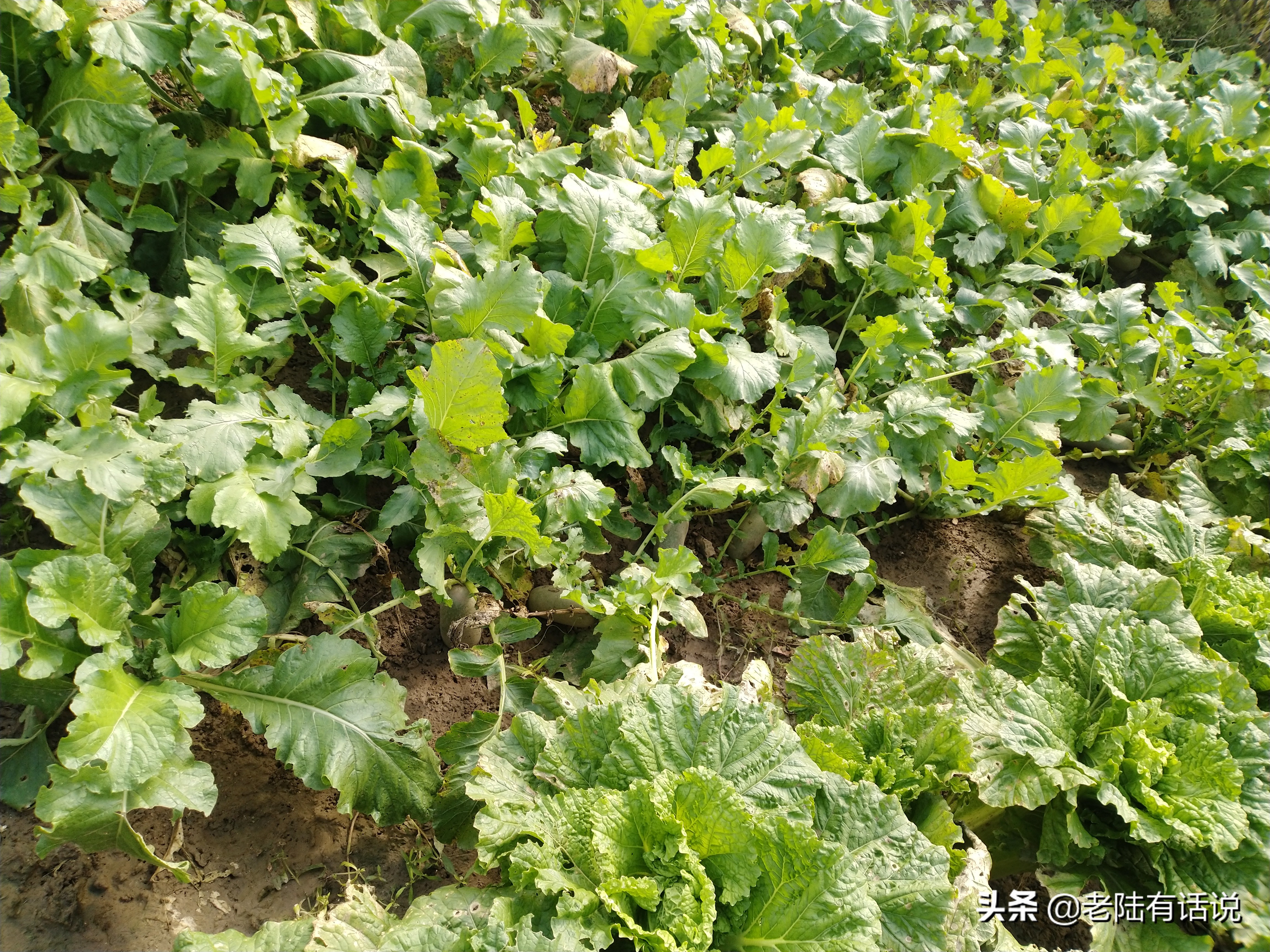 我的城市小菜园，我的田园之梦，金秋收获绿色食品