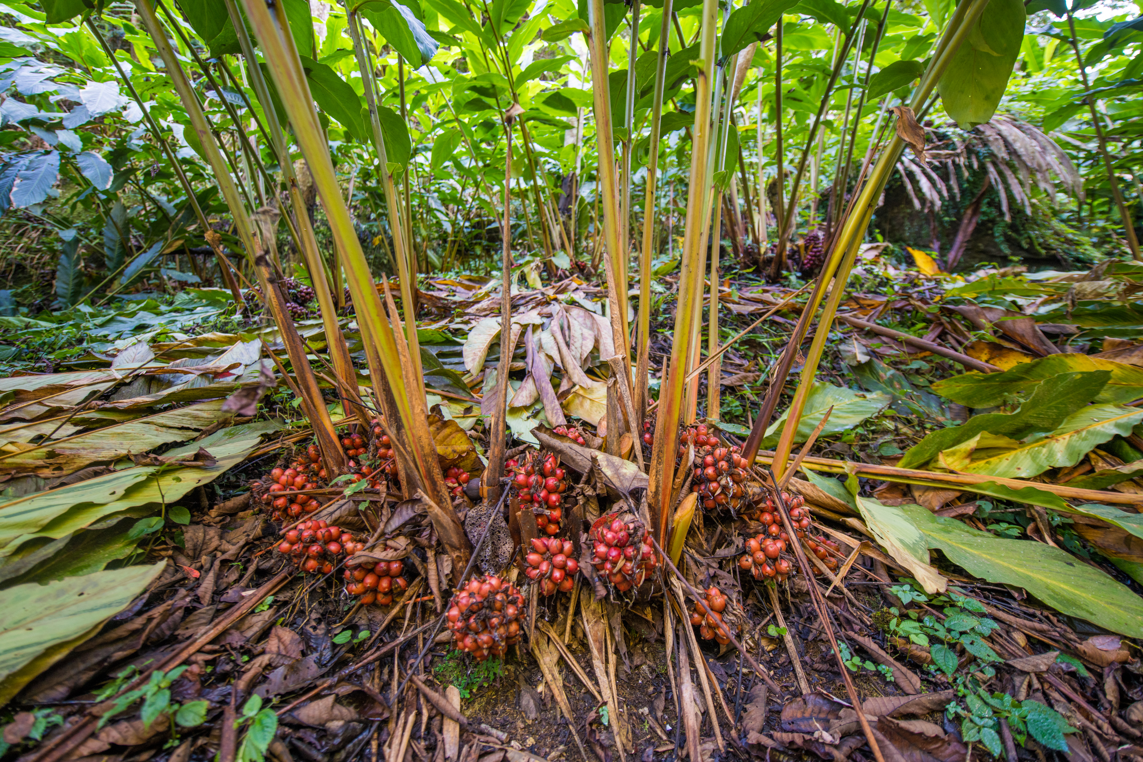 草果图片 香料(何为草果) - 赤虎壹号