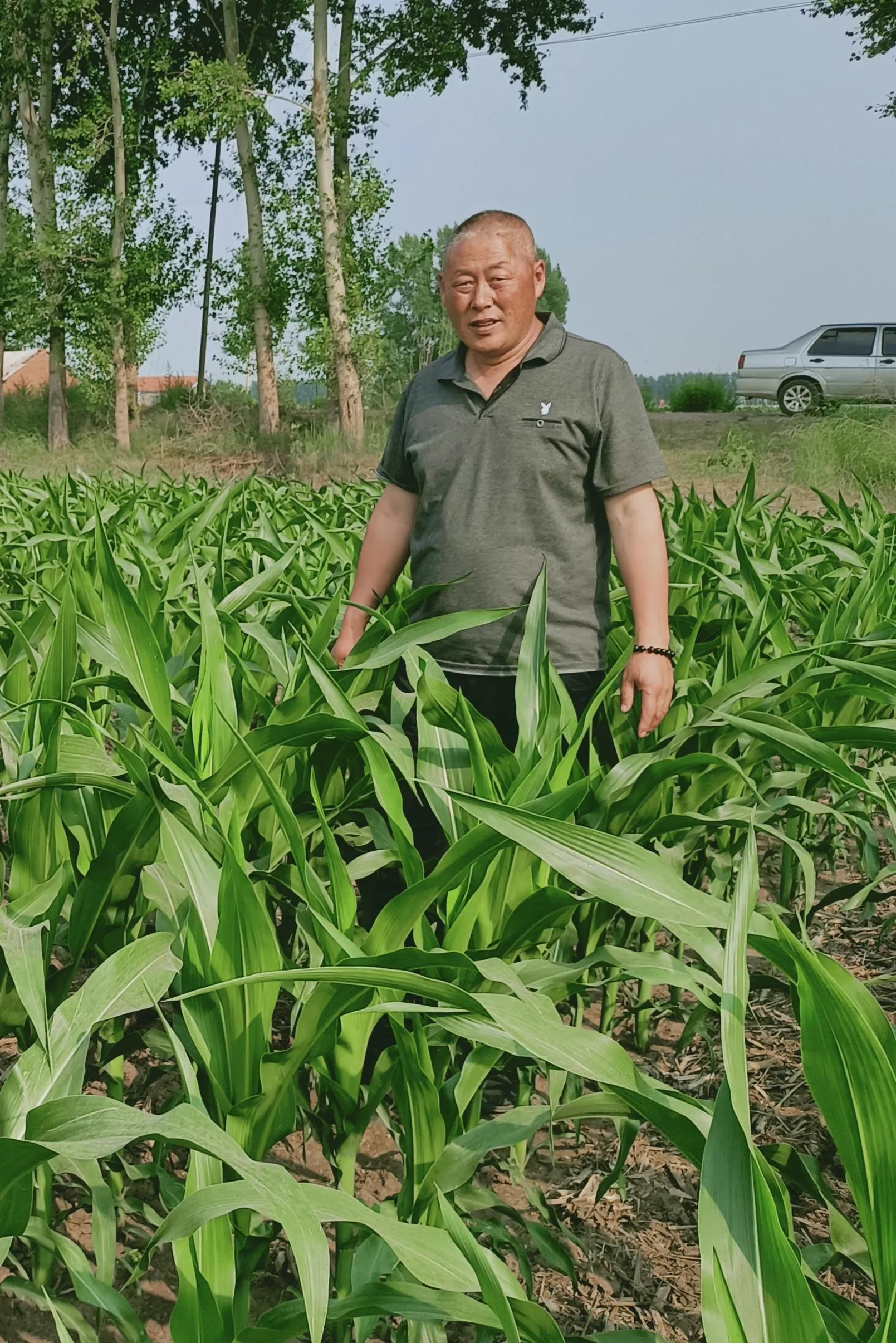 吉林省玉米获大丰收，而保护性耕作产量更高出一截，这三条很关键