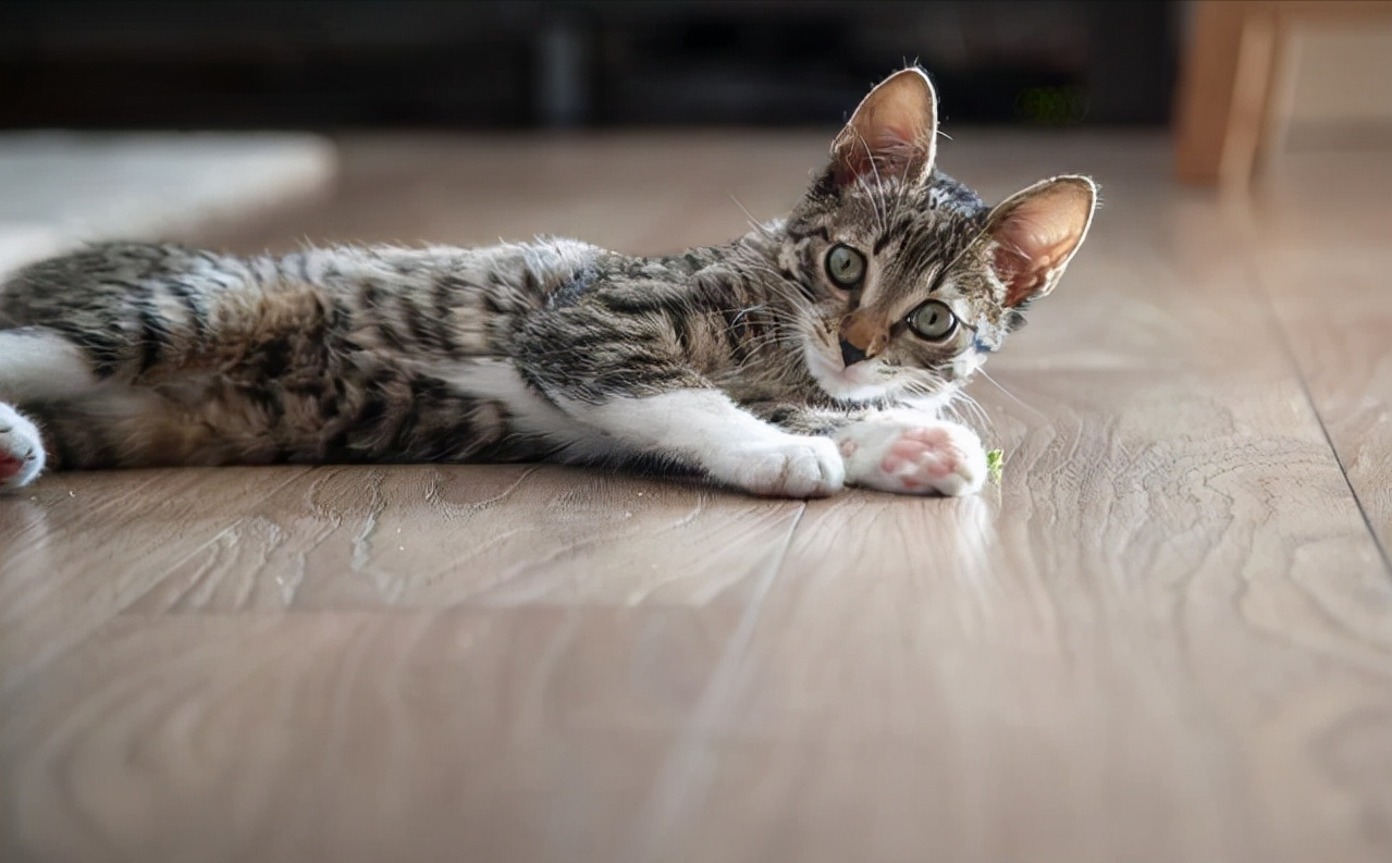 猫咪的一生，你家猫处于哪个年龄阶段？