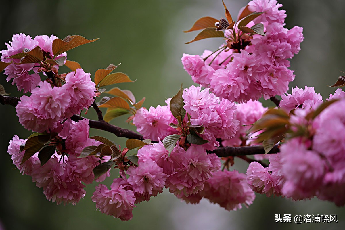 日本樱花文化（内涵揭秘日本樱花文化背后的冷知识）