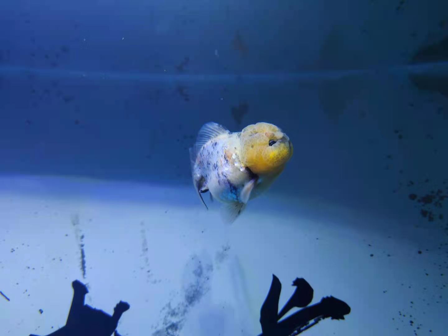 鸚鵡魚水溫,鸚鵡魚水溫度多少最佳