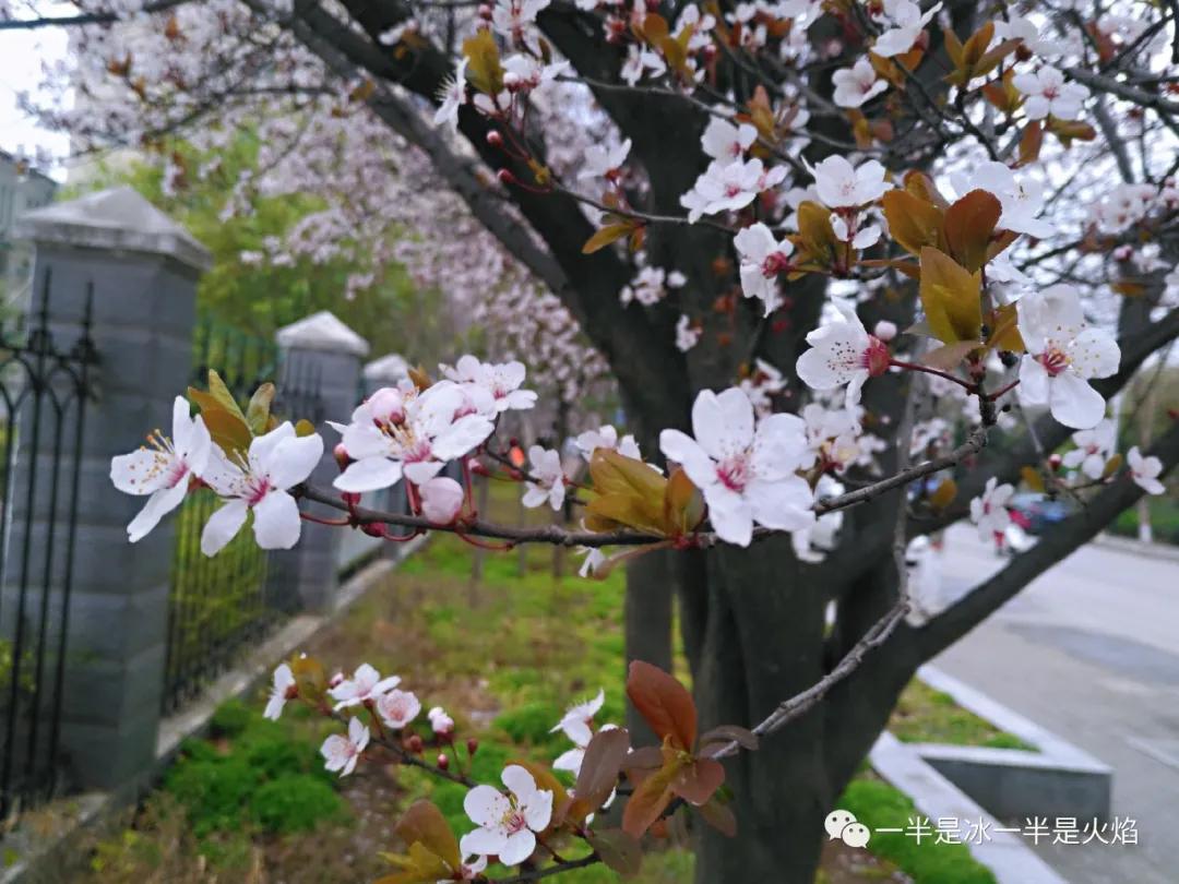 春风拂过千树雪，李花如云落人间