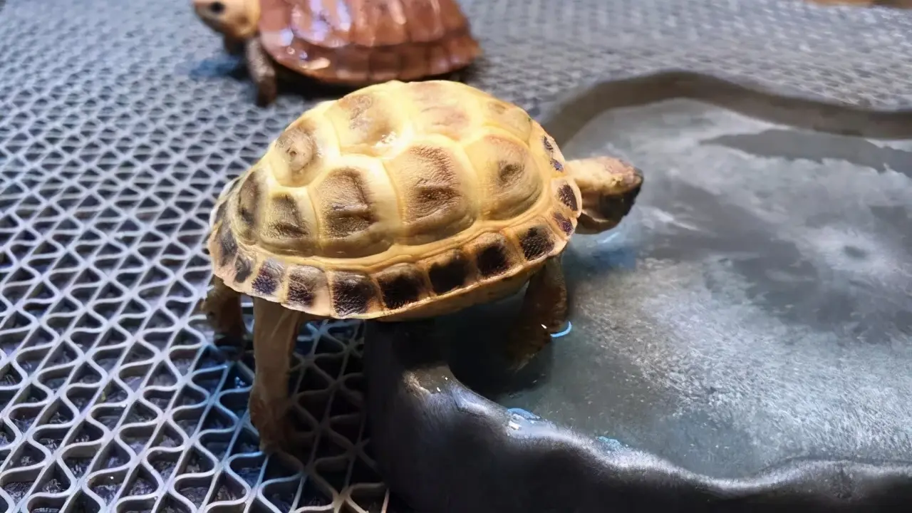 乌龟的种类图片及名称（乌龟的品种图片）