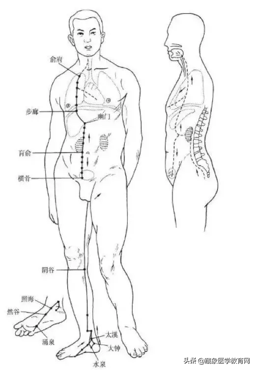 你了解经脉吗？十二经脉的位置、走向规律、交接规律及分布规律