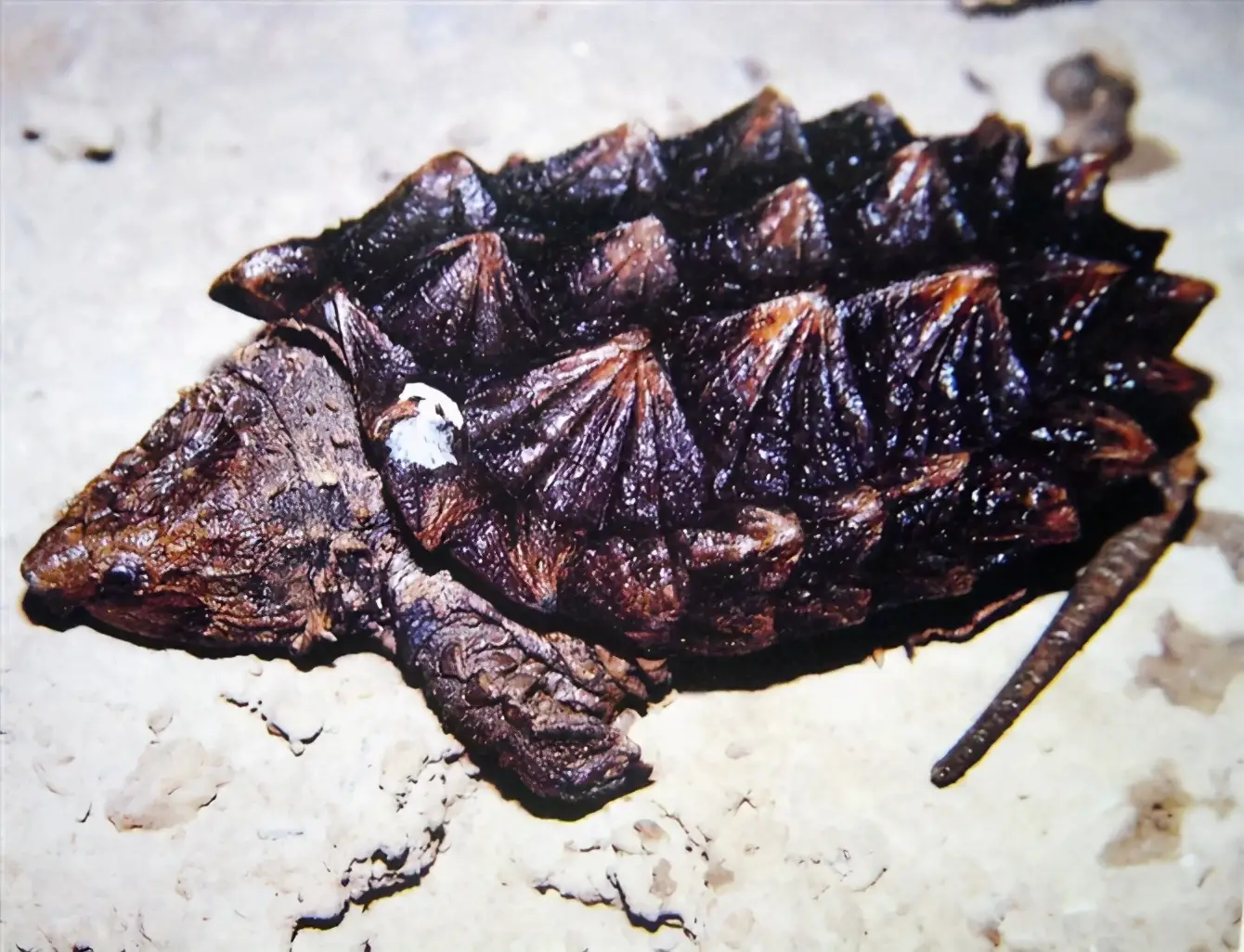 乌龟的种类图片及名称（乌龟的品种图片）