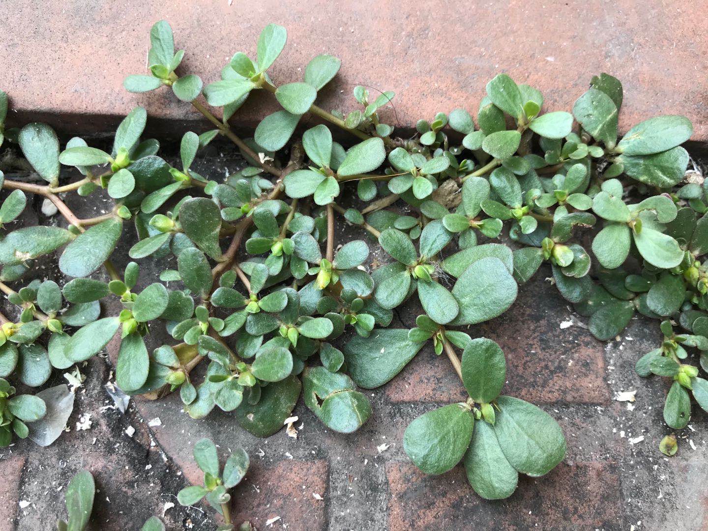 马马齿菜的功效与作用-我的快乐小窝