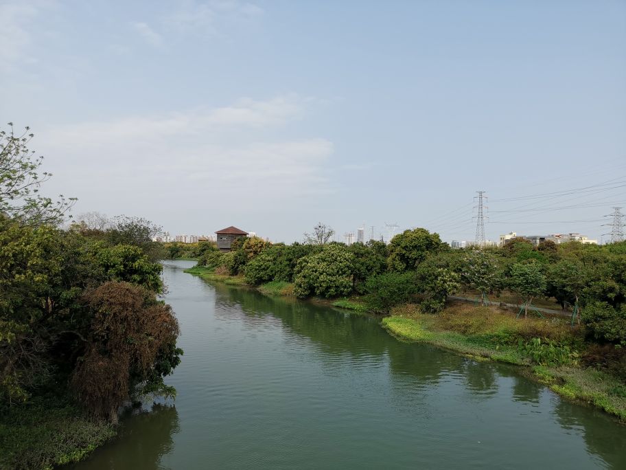 浓烈芬芳  春风十里赏花路  徜徉在广州海珠湿地的花海之中
